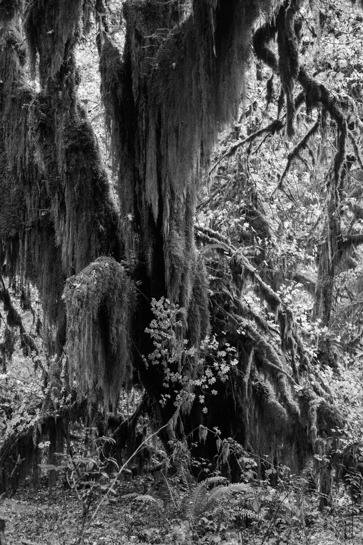 Olympic-National-Park-Washington-black-and-white-fine-art-photography-by-Studio-L-photographer-Laura-Schneider-_9182