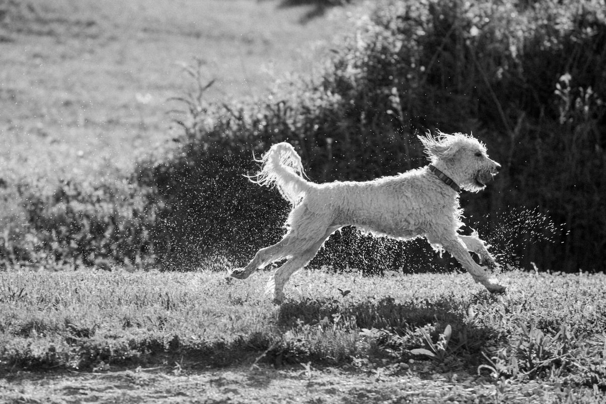 Goldendoodle-Macy-dog-fine-art-photography-by-Studio-L-photographer-Laura-Schneider-_8255