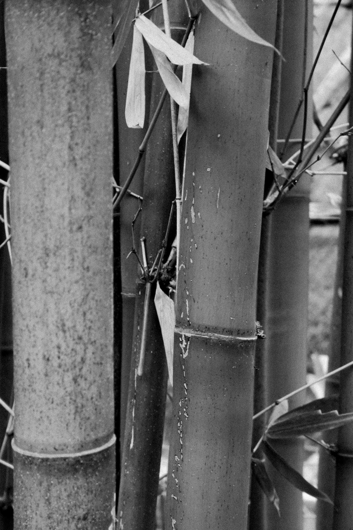 San-Diego-Zoo-San-Diego-California-black-and-white-fine-art-photography-by-Studio-L-photographer-Laura-Schneider-_2537