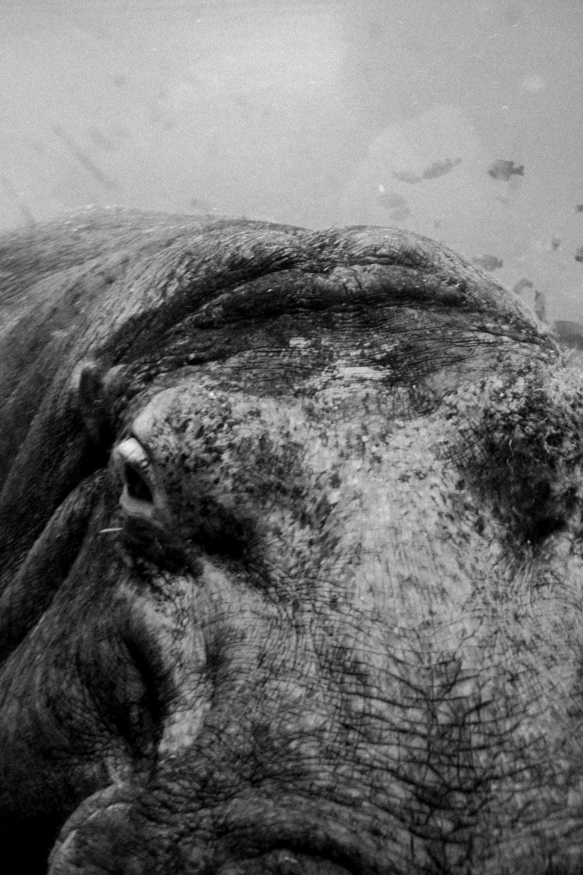 San-Diego-Zoo-San-Diego-California-black-and-white-fine-art-photography-by-Studio-L-photographer-Laura-Schneider-_2552