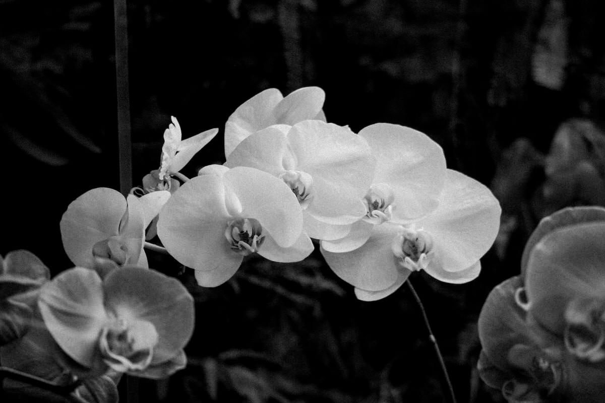 San-Diego-Zoo-San-Diego-California-black-and-white-fine-art-photography-by-Studio-L-photographer-Laura-Schneider-_2567