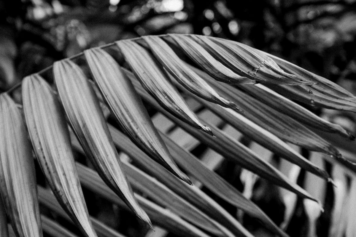 San-Diego-Zoo-San-Diego-California-black-and-white-fine-art-photography-by-Studio-L-photographer-Laura-Schneider-_2577