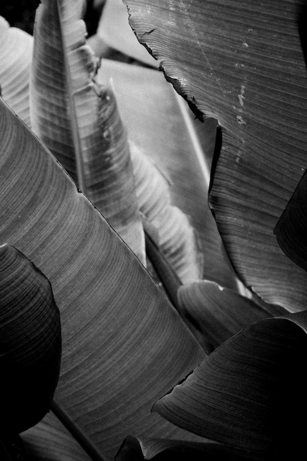 San-Diego-Zoo-San-Diego-California-black-and-white-fine-art-photography-by-Studio-L-photographer-Laura-Schneider-_2578