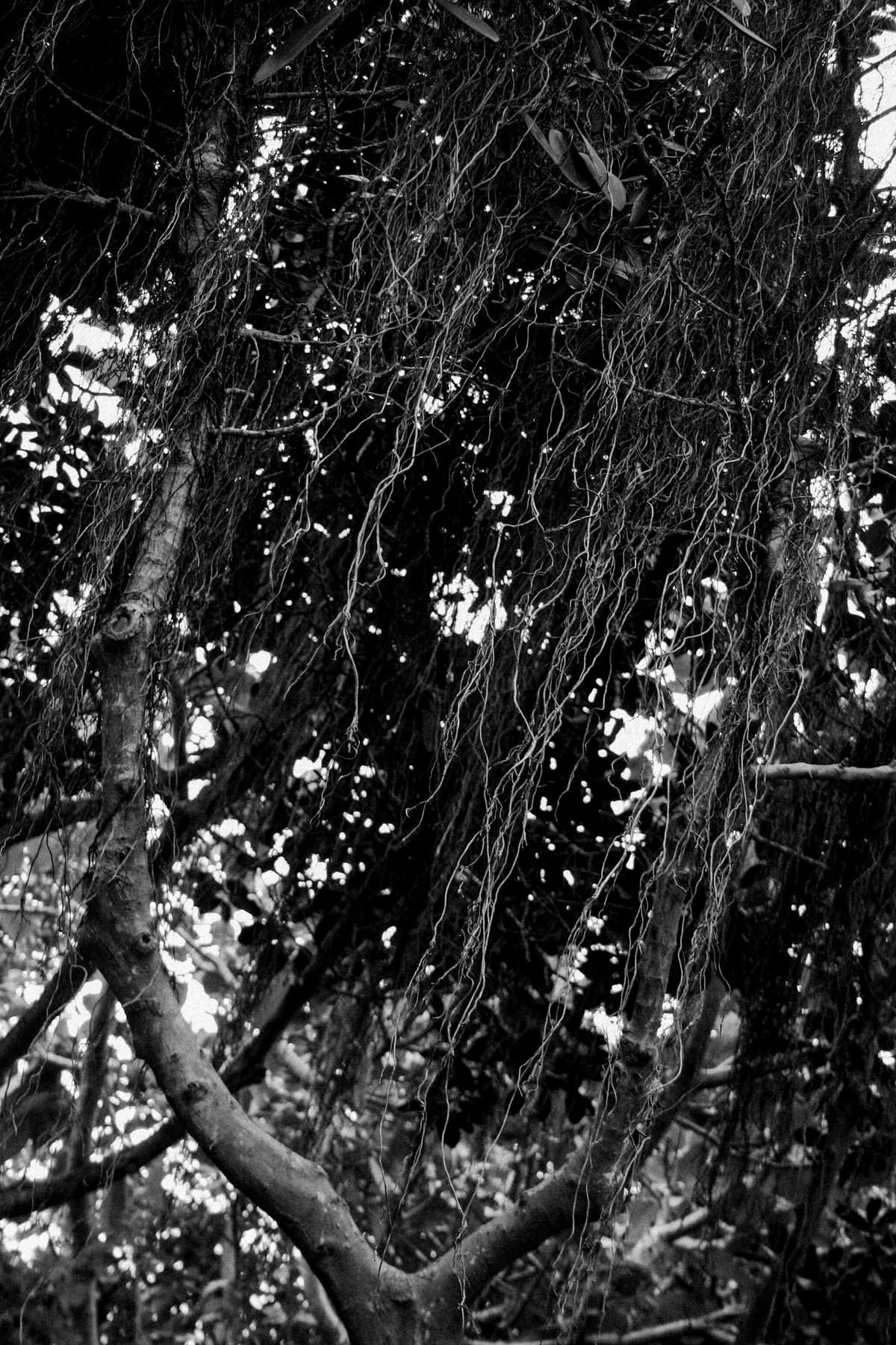 San-Diego-Zoo-San-Diego-California-black-and-white-fine-art-photography-by-Studio-L-photographer-Laura-Schneider-_2594