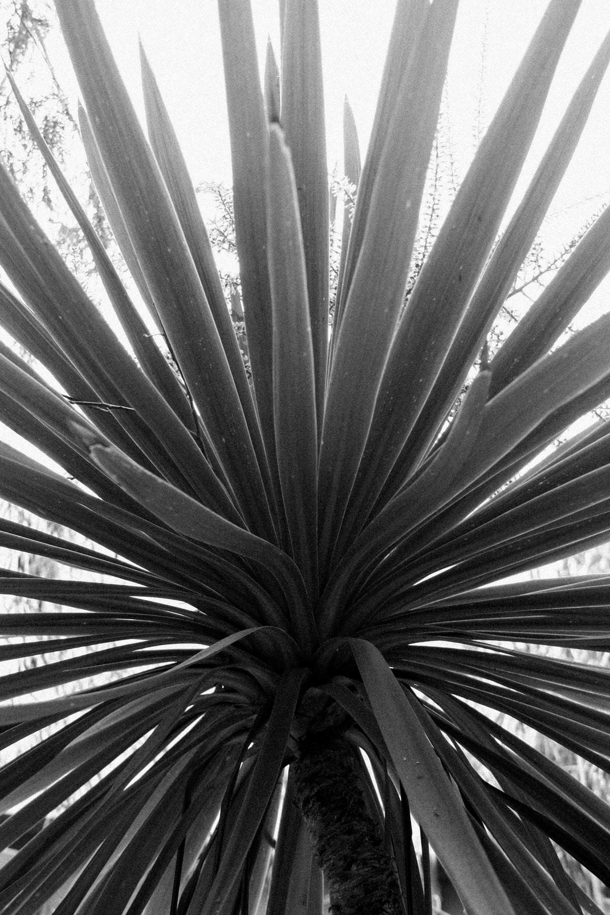 San-Diego-Zoo-San-Diego-California-black-and-white-fine-art-photography-by-Studio-L-photographer-Laura-Schneider-_2621