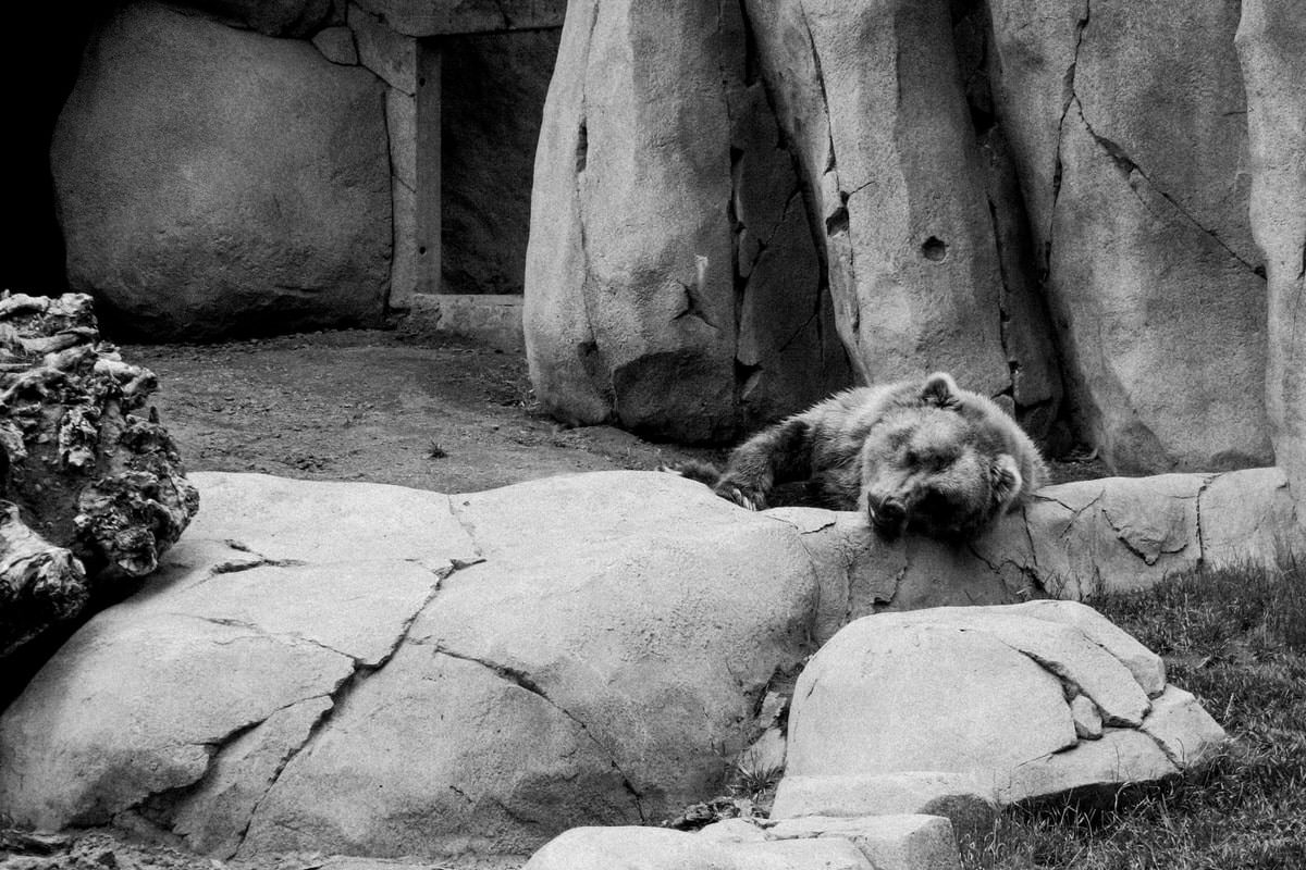San-Diego-Zoo-San-Diego-California-black-and-white-fine-art-photography-by-Studio-L-photographer-Laura-Schneider-_2629