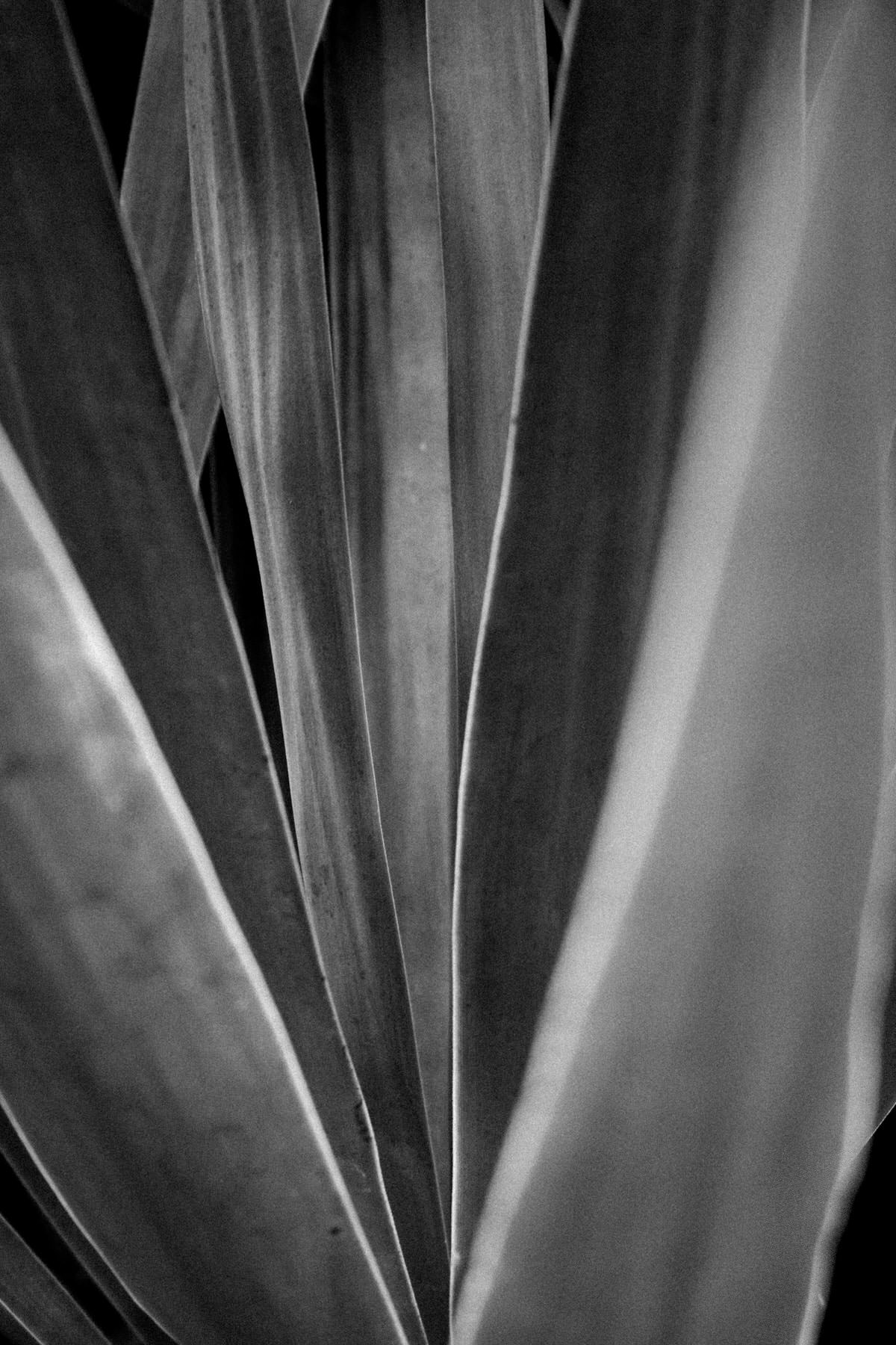 San-Diego-Zoo-San-Diego-California-black-and-white-fine-art-photography-by-Studio-L-photographer-Laura-Schneider-_2640