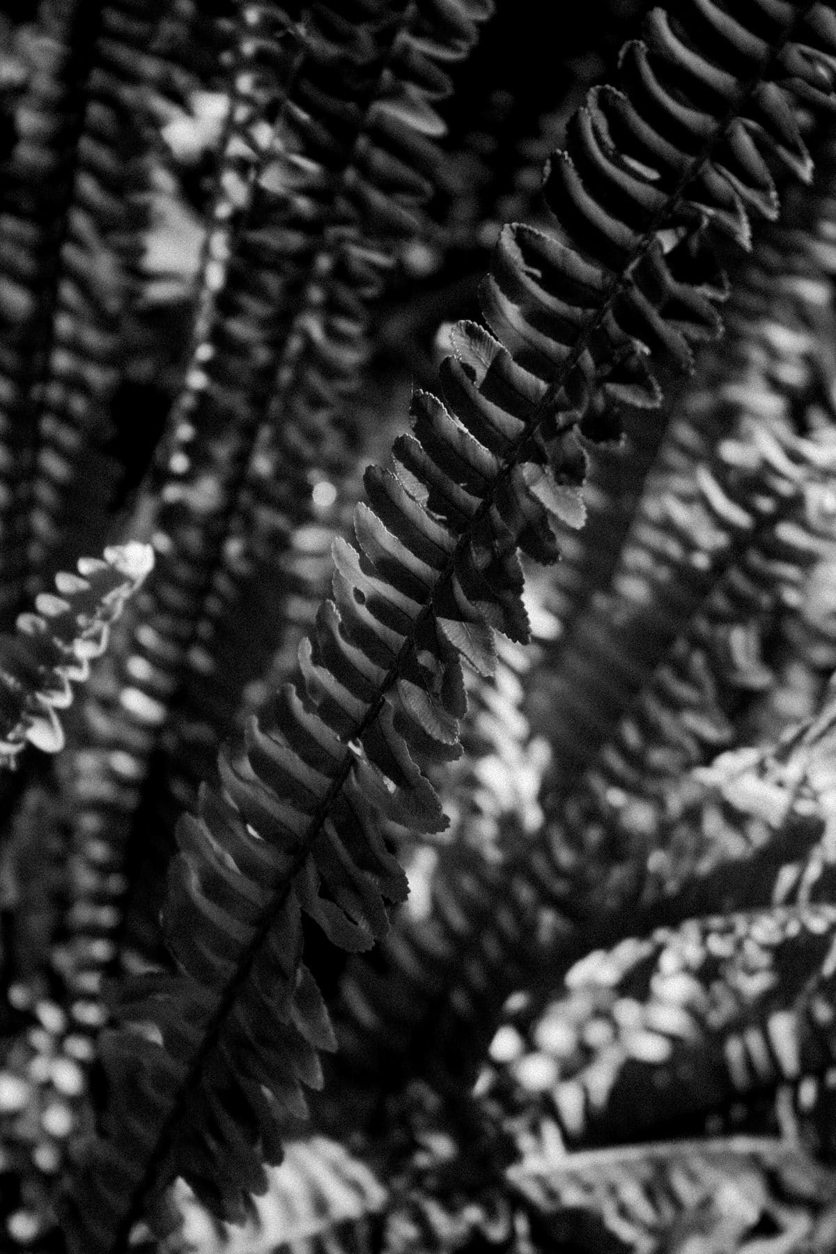 San-Diego-Zoo-San-Diego-California-black-and-white-fine-art-photography-by-Studio-L-photographer-Laura-Schneider-_2676