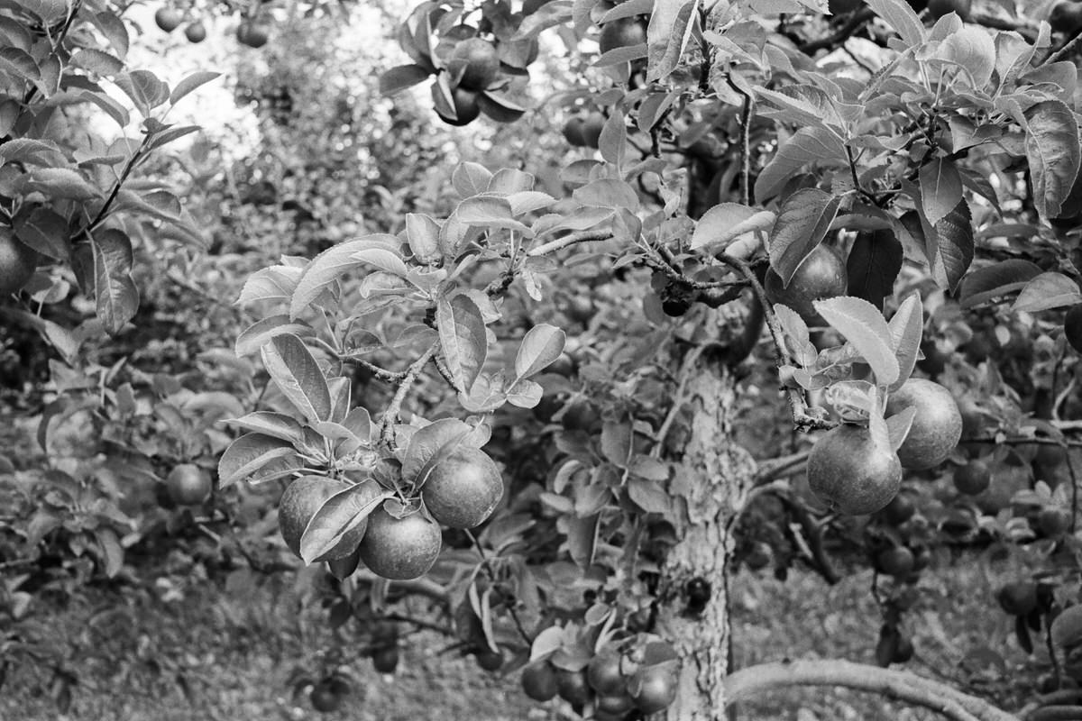 Little-Farmer-Apple-Orchard-Fond-du-Lac-Wisconsin-black-and-white-fine-art-film-photography-by-Studio-L-photographer-Laura-Schneider-_0025