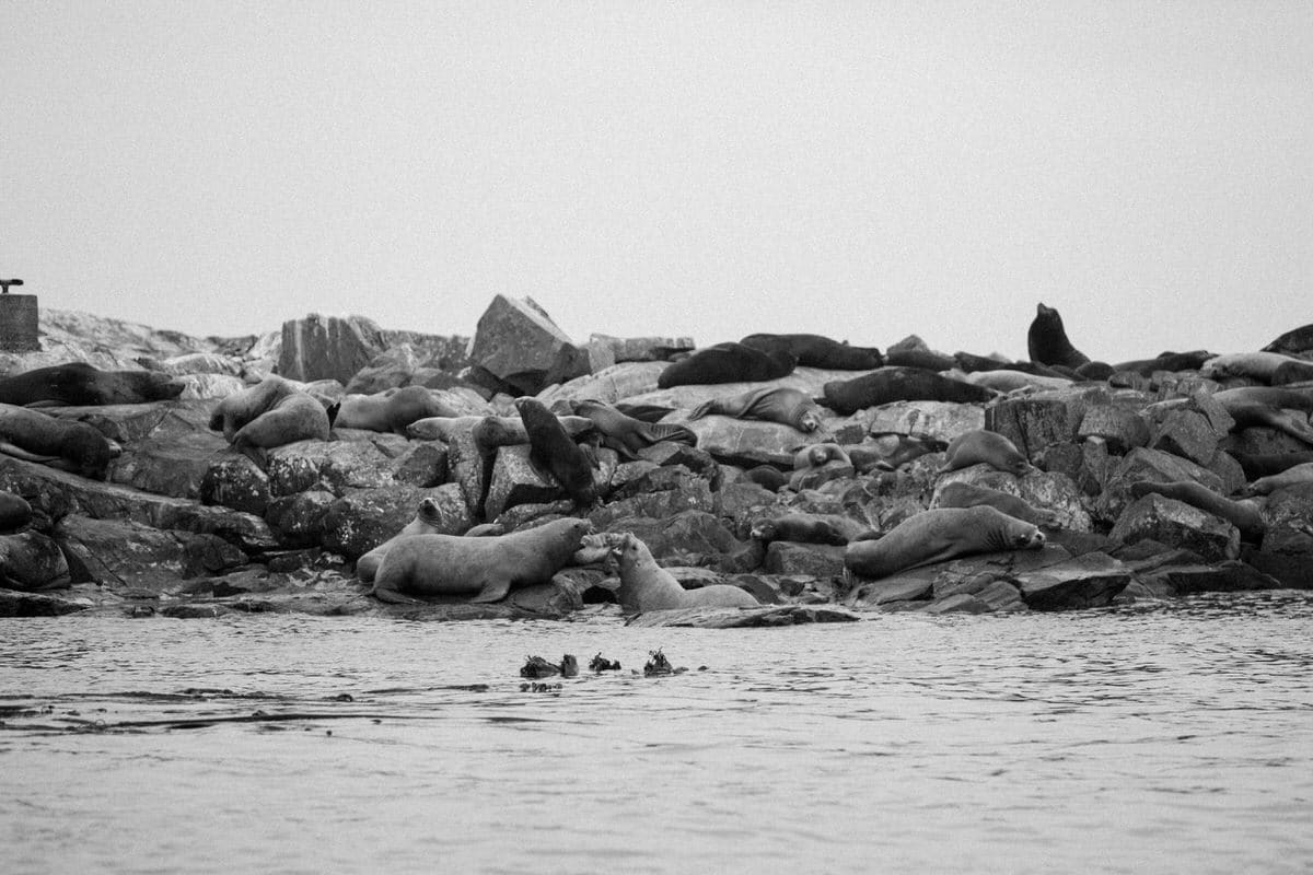 whale-watching-Victoria-British-Columbia-Canada-black-and-white-fine-art-photography-by-Studio-L-photographer-Laura-Schneider-_8831