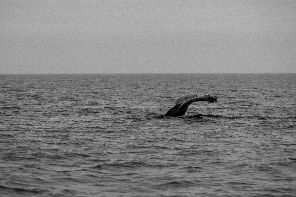 whale-watching-Victoria-British-Columbia-Canada-black-and-white-fine-art-photography-by-Studio-L-photographer-Laura-Schneider-_8870