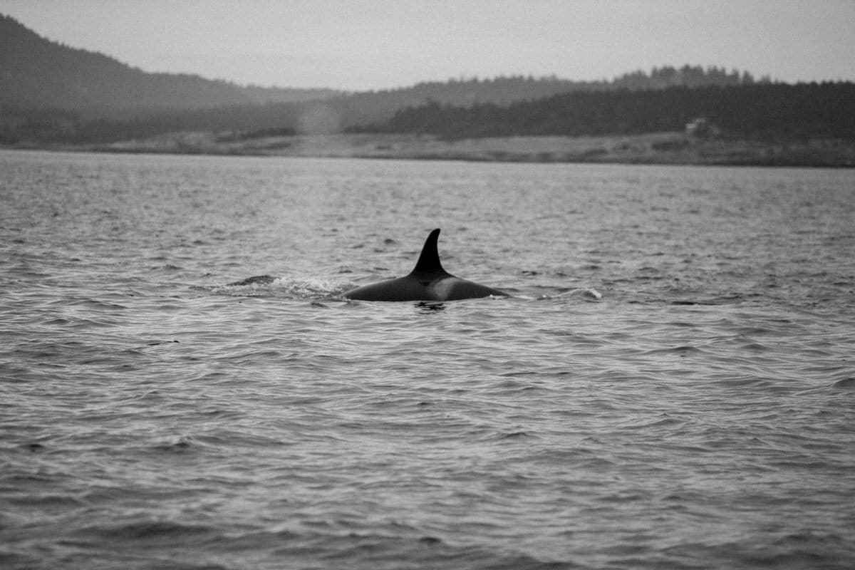 whale-watching-Victoria-British-Columbia-Canada-black-and-white-fine-art-photography-by-Studio-L-photographer-Laura-Schneider-_8904