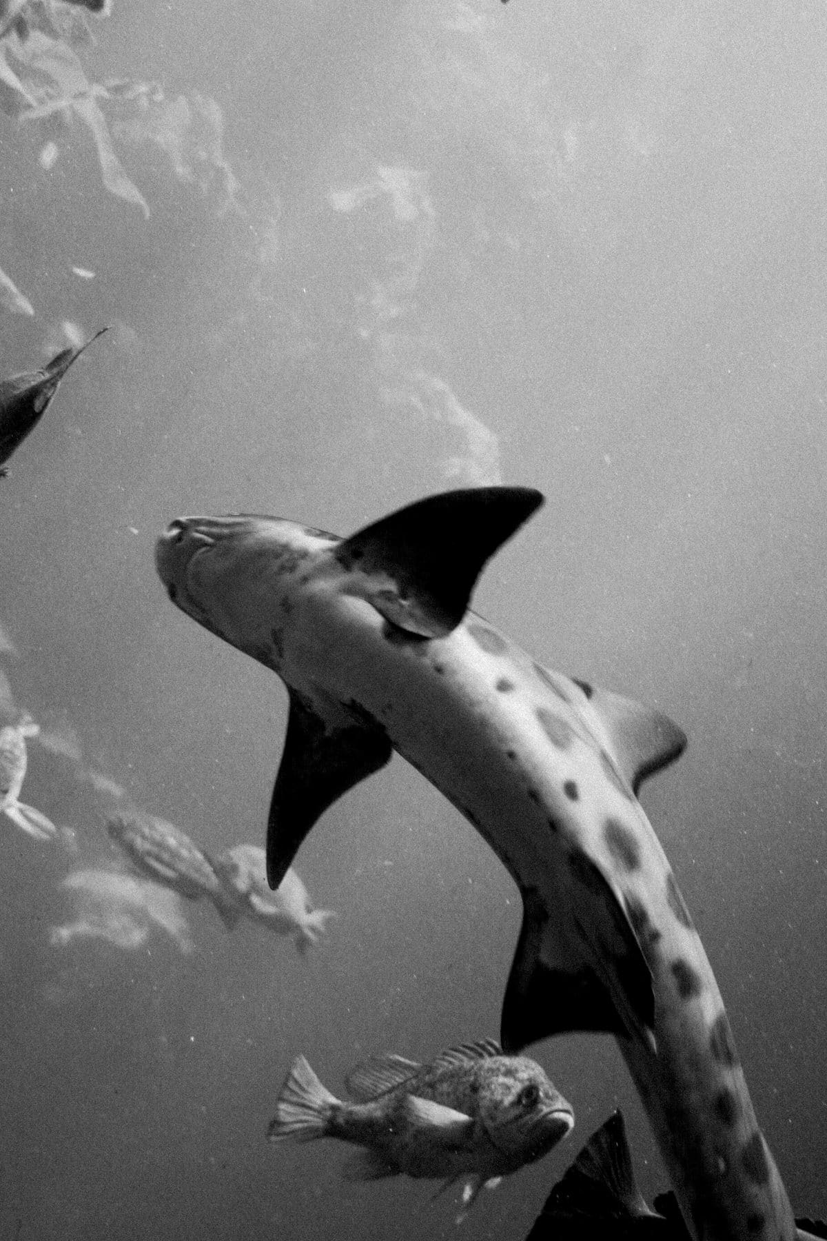 Monterey-Bay_Aquarium-Cannery-Row-Monterey-California-black-and-white-fine-art-photography-by-Studio-L-photographer-Laura-Schneider-_3371