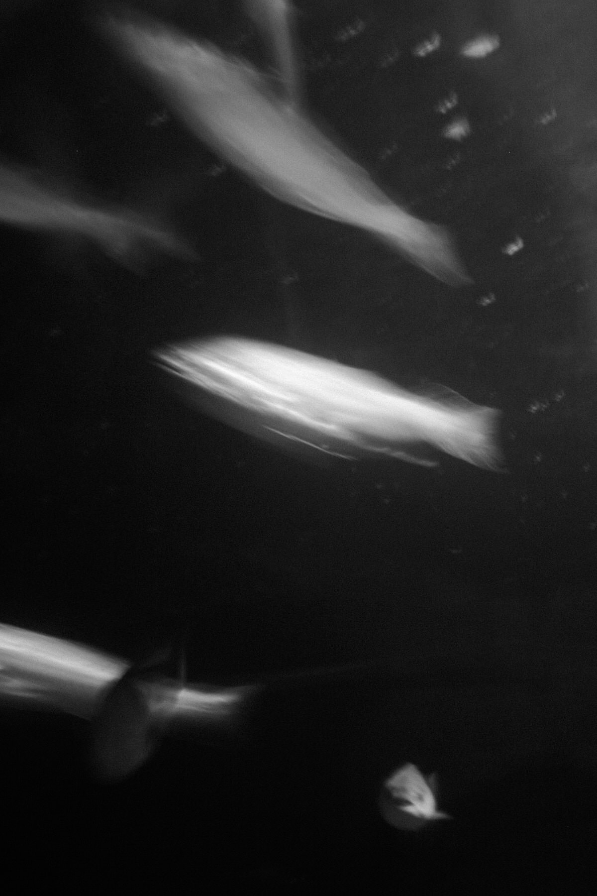 Monterey-Bay_Aquarium-Cannery-Row-Monterey-California-black-and-white-fine-art-photography-by-Studio-L-photographer-Laura-Schneider-_3392