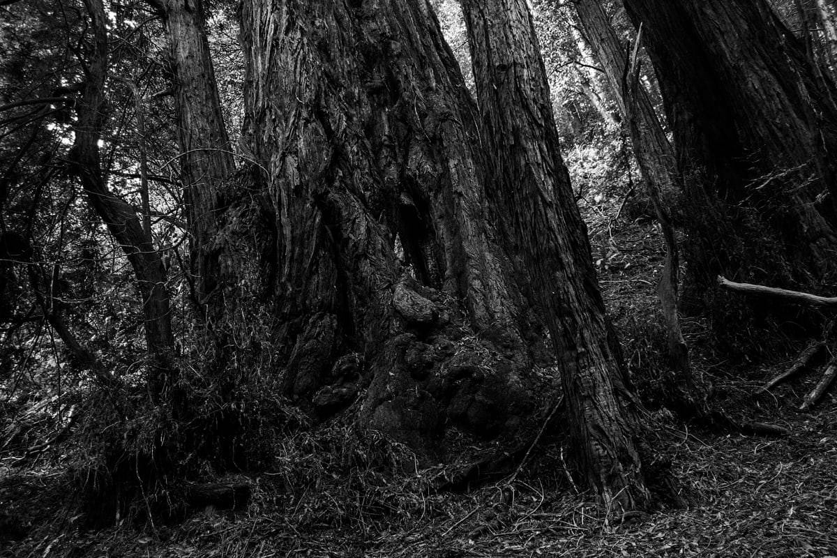 Muir-Woods-National-Monument-California-black-and-white-fine-art-photography-by-Studio-L-photographer-Laura-Schneider-_3564