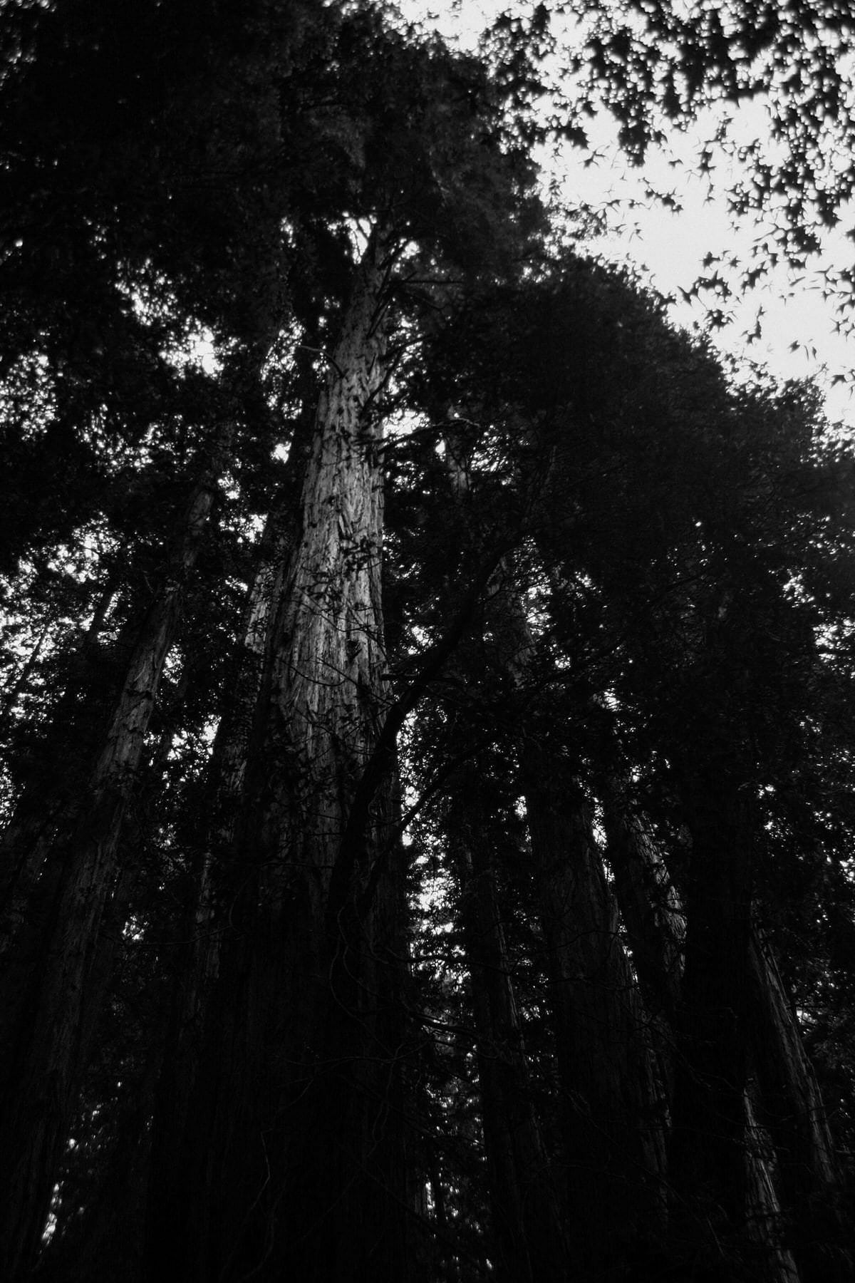 Muir-Woods-National-Monument-California-black-and-white-fine-art-photography-by-Studio-L-photographer-Laura-Schneider-_3565