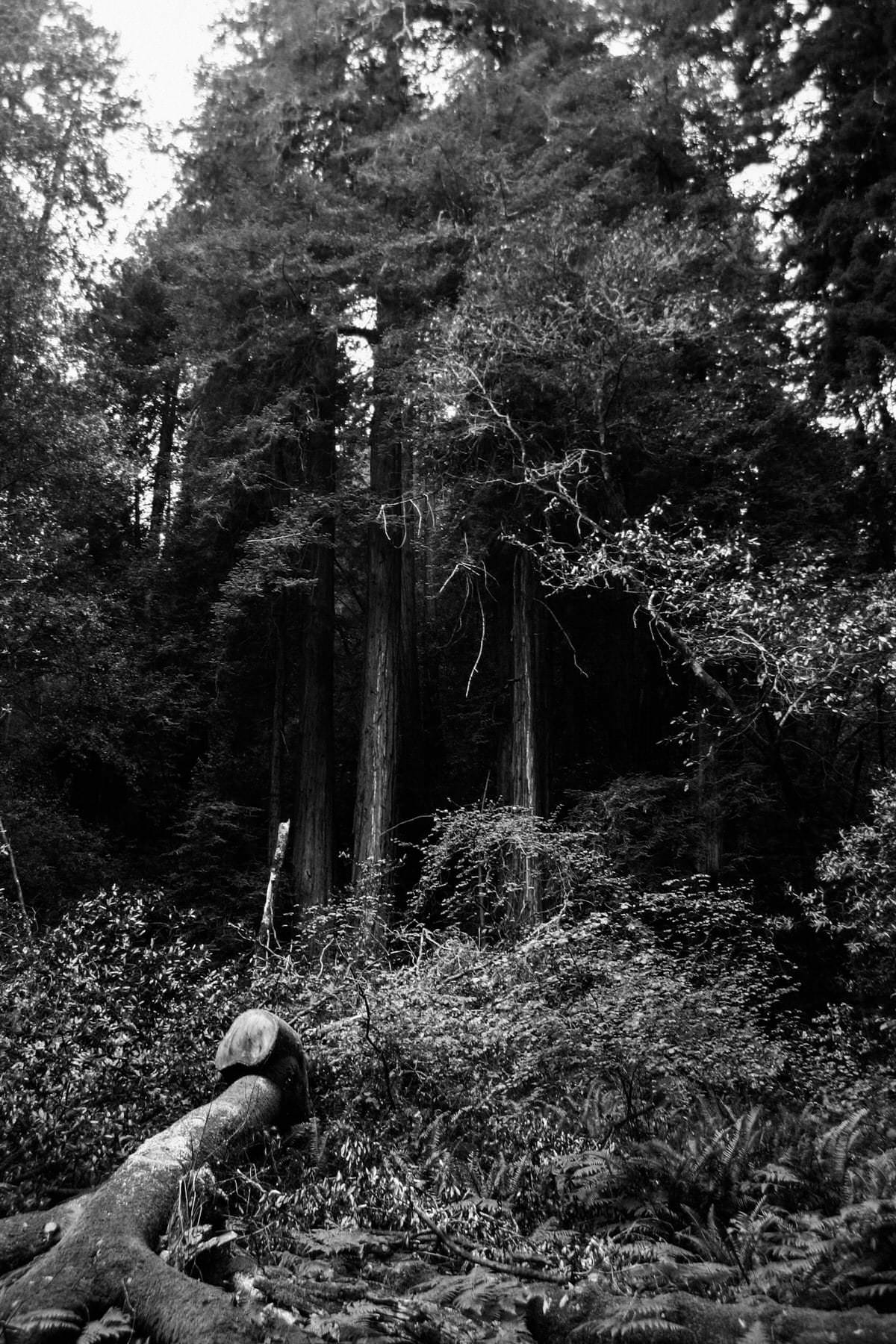 Muir-Woods-National-Monument-California-black-and-white-fine-art-photography-by-Studio-L-photographer-Laura-Schneider-_3570
