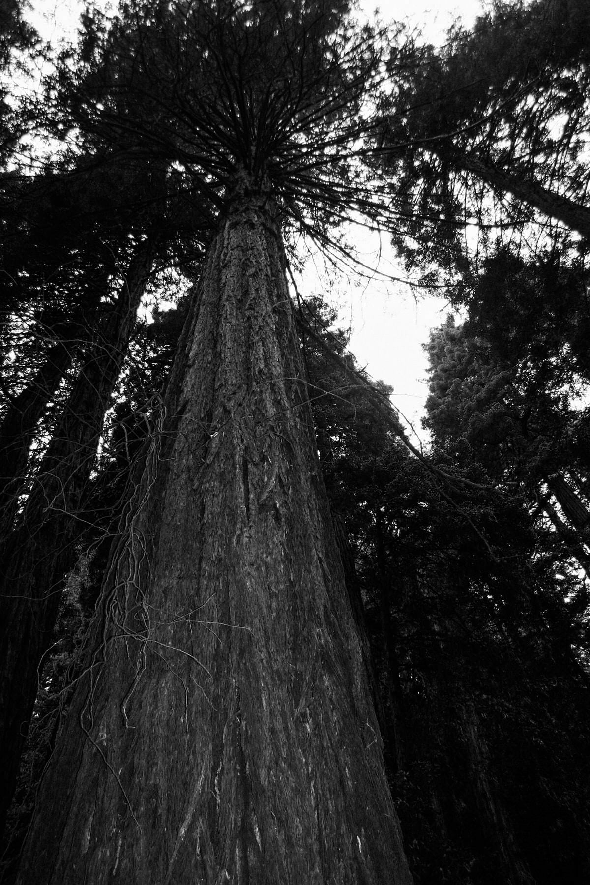 Muir-Woods-National-Monument-California-black-and-white-fine-art-photography-by-Studio-L-photographer-Laura-Schneider-_3571