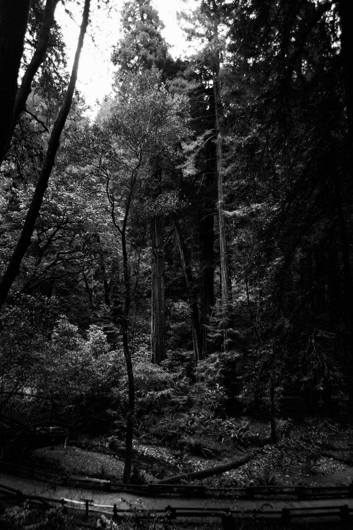 Muir-Woods-National-Monument-California-black-and-white-fine-art-photography-by-Studio-L-photographer-Laura-Schneider-_3577