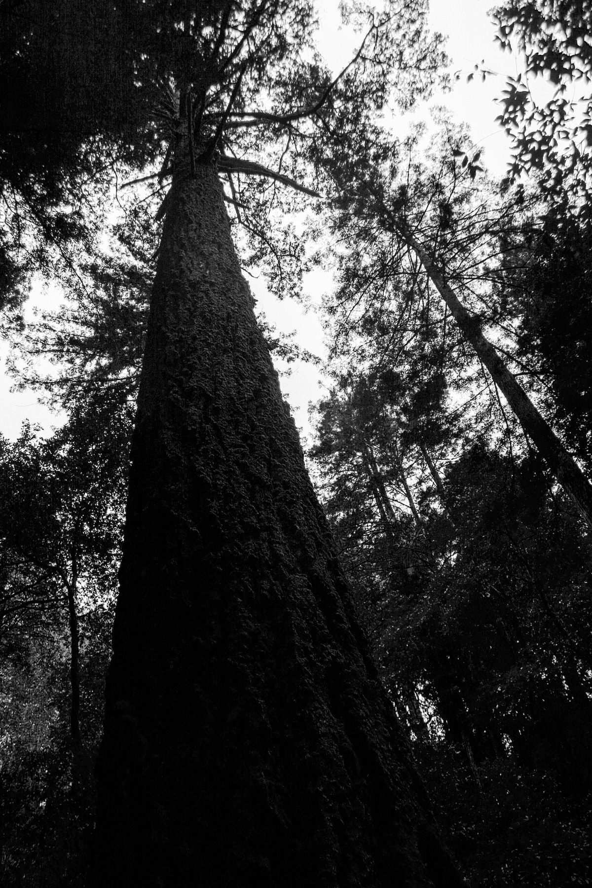 Muir-Woods-National-Monument-California-black-and-white-fine-art-photography-by-Studio-L-photographer-Laura-Schneider-_3582