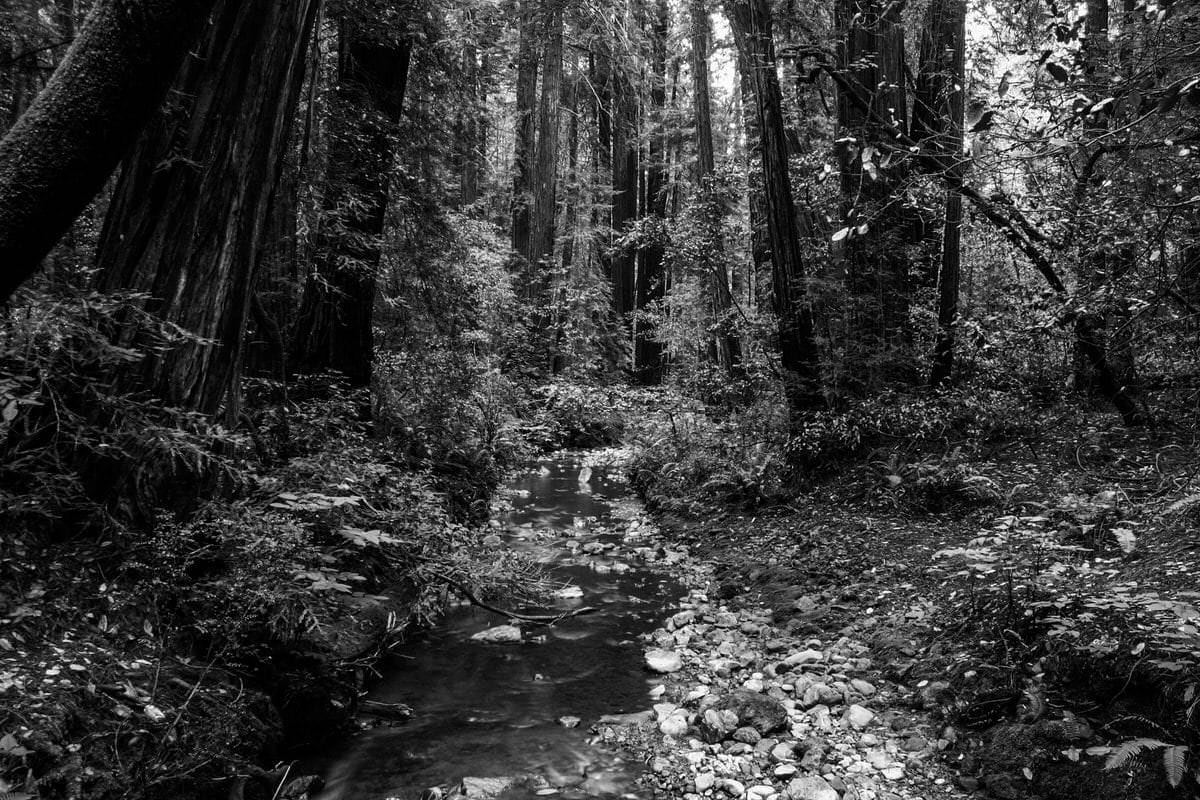 Muir-Woods-National-Monument-California-black-and-white-fine-art-photography-by-Studio-L-photographer-Laura-Schneider-_3583