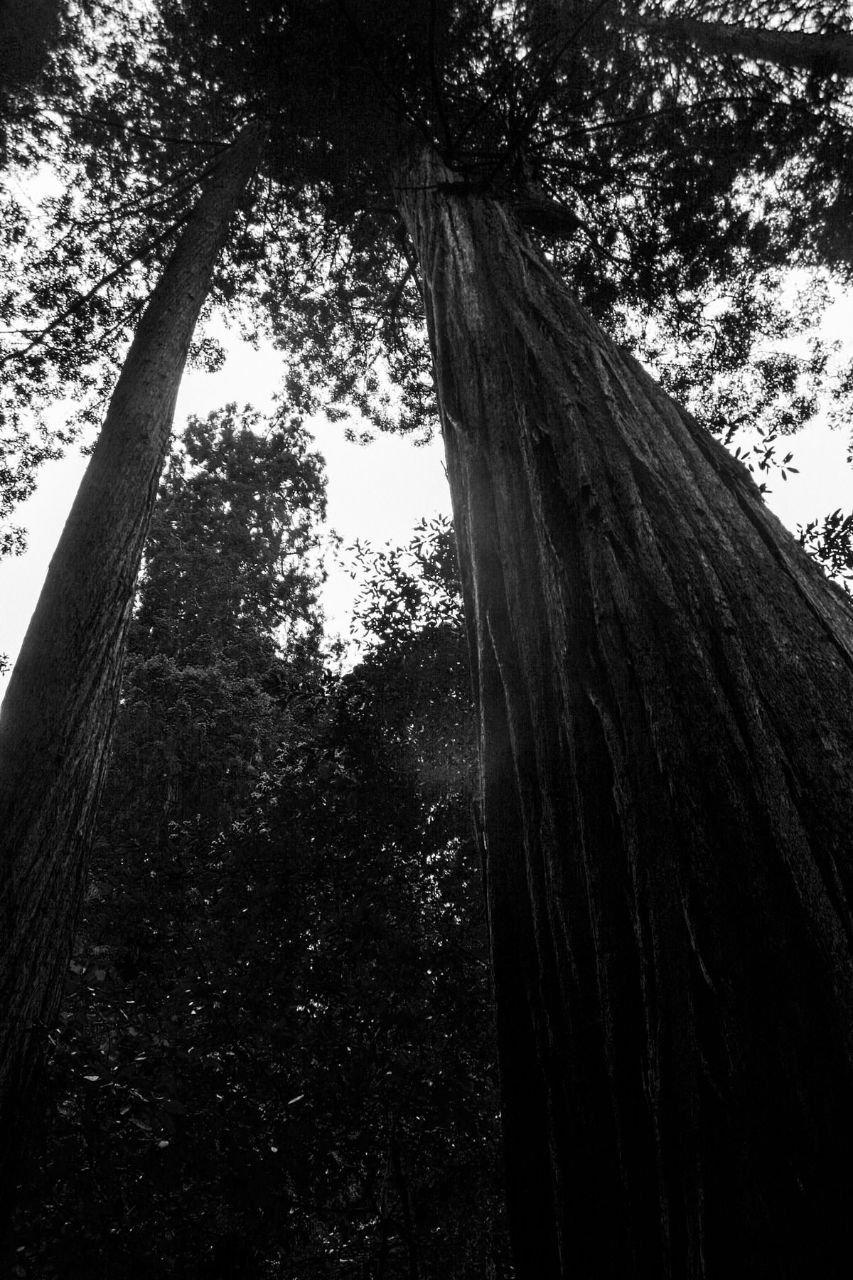 Muir-Woods-National-Monument-California-black-and-white-fine-art-photography-by-Studio-L-photographer-Laura-Schneider-_3588
