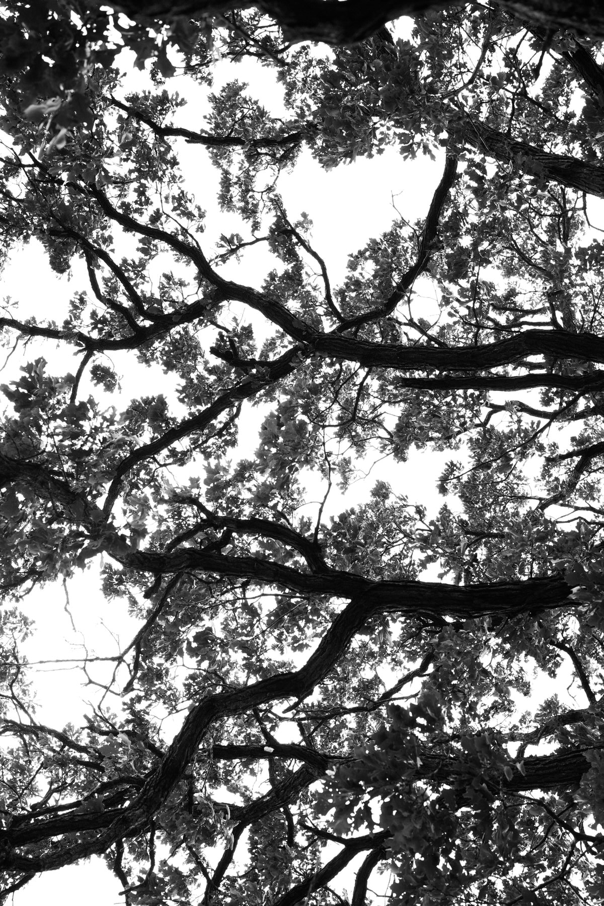 Oak-Tree-Fond-du-Lac-Wisconsin-black-and-white-fine-art-photography-by-Studio-L-photographer-Laura-Schneider-_12039