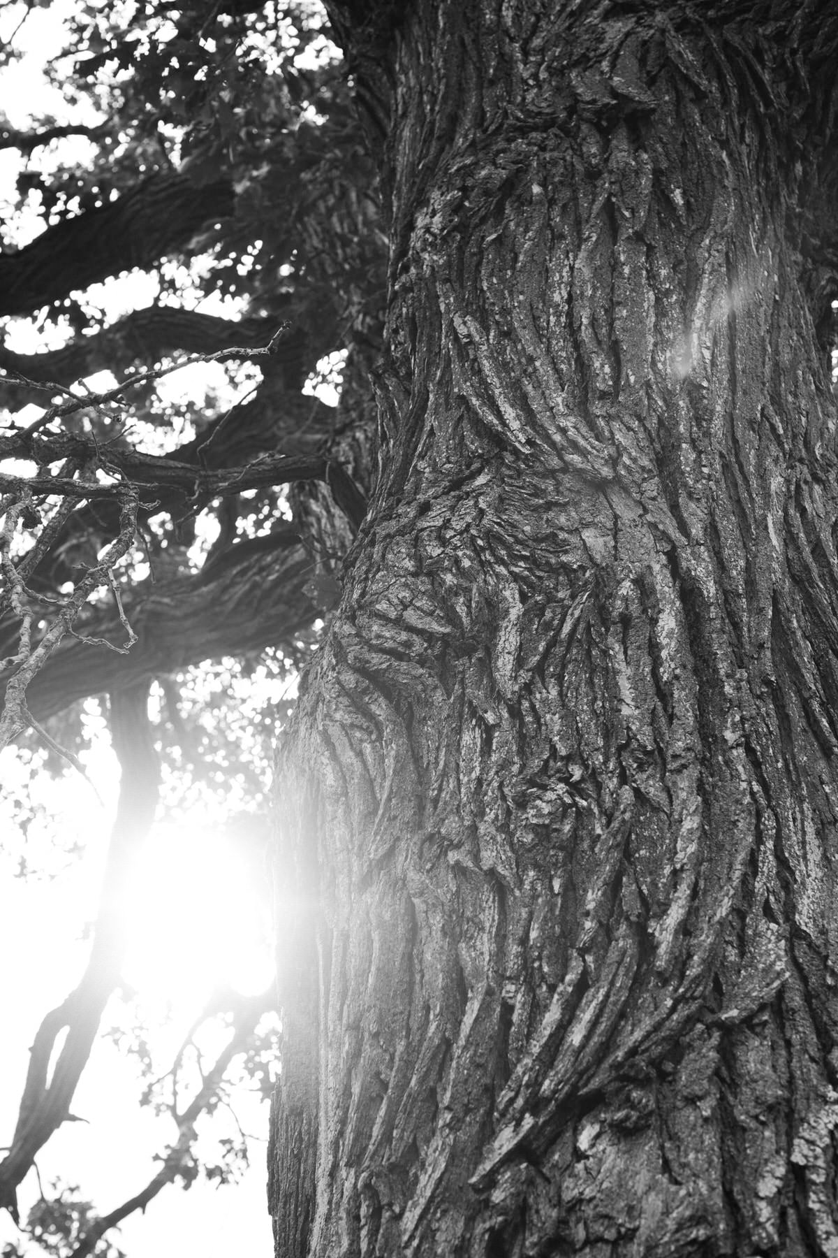 Oak-Tree-Fond-du-Lac-Wisconsin-black-and-white-fine-art-photography-by-Studio-L-photographer-Laura-Schneider-_12045