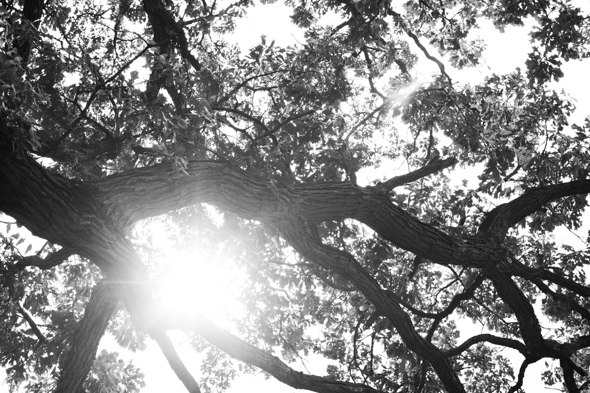 Oak-Tree-Fond-du-Lac-Wisconsin-black-and-white-fine-art-photography-by-Studio-L-photographer-Laura-Schneider-_12050