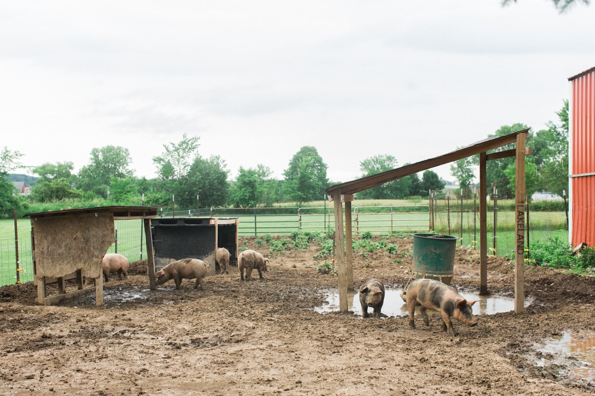 Humanely-raised-hogs-Wisconsin-farm-fine-art-photography-by-Studio-L-photographer-Laura-Schneider-_9226