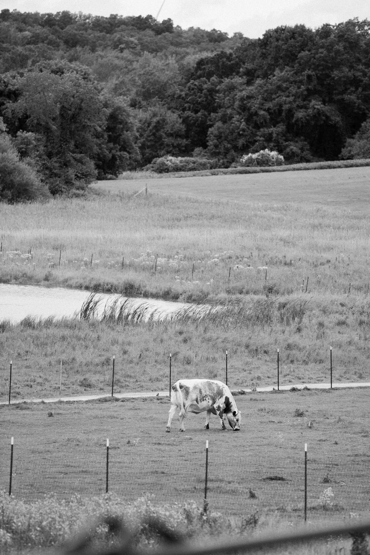 Cristo-Rey-Ranch-Wisconsin-black-and-white-fine-art-photography-by-Studio-L-photographer-Laura-Schneider-_1533