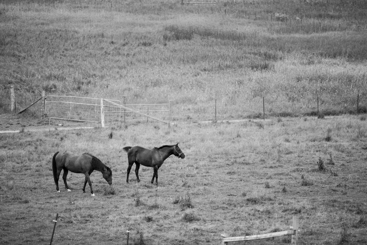 Cristo-Rey-Ranch-Wisconsin-black-and-white-fine-art-photography-by-Studio-L-photographer-Laura-Schneider-_1721