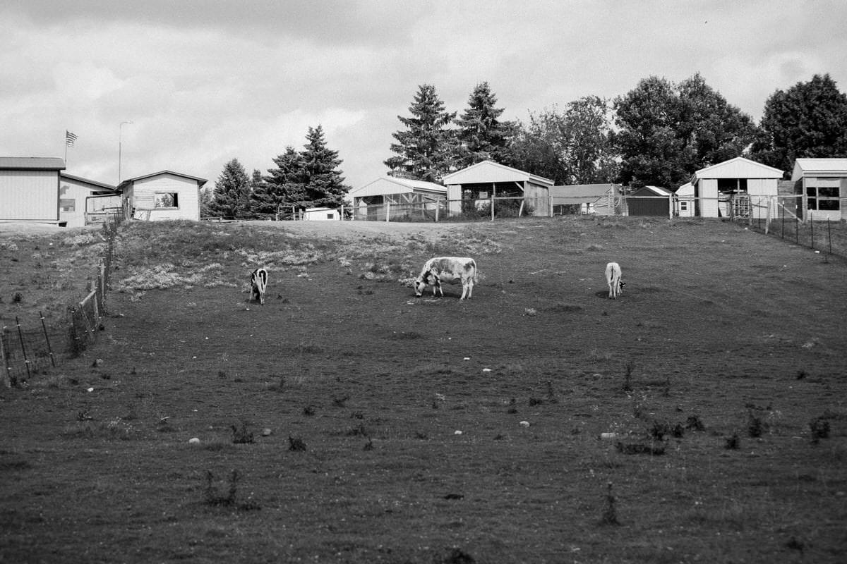 Cristo-Rey-Ranch-Wisconsin-black-and-white-fine-art-photography-by-Studio-L-photographer-Laura-Schneider-_1898