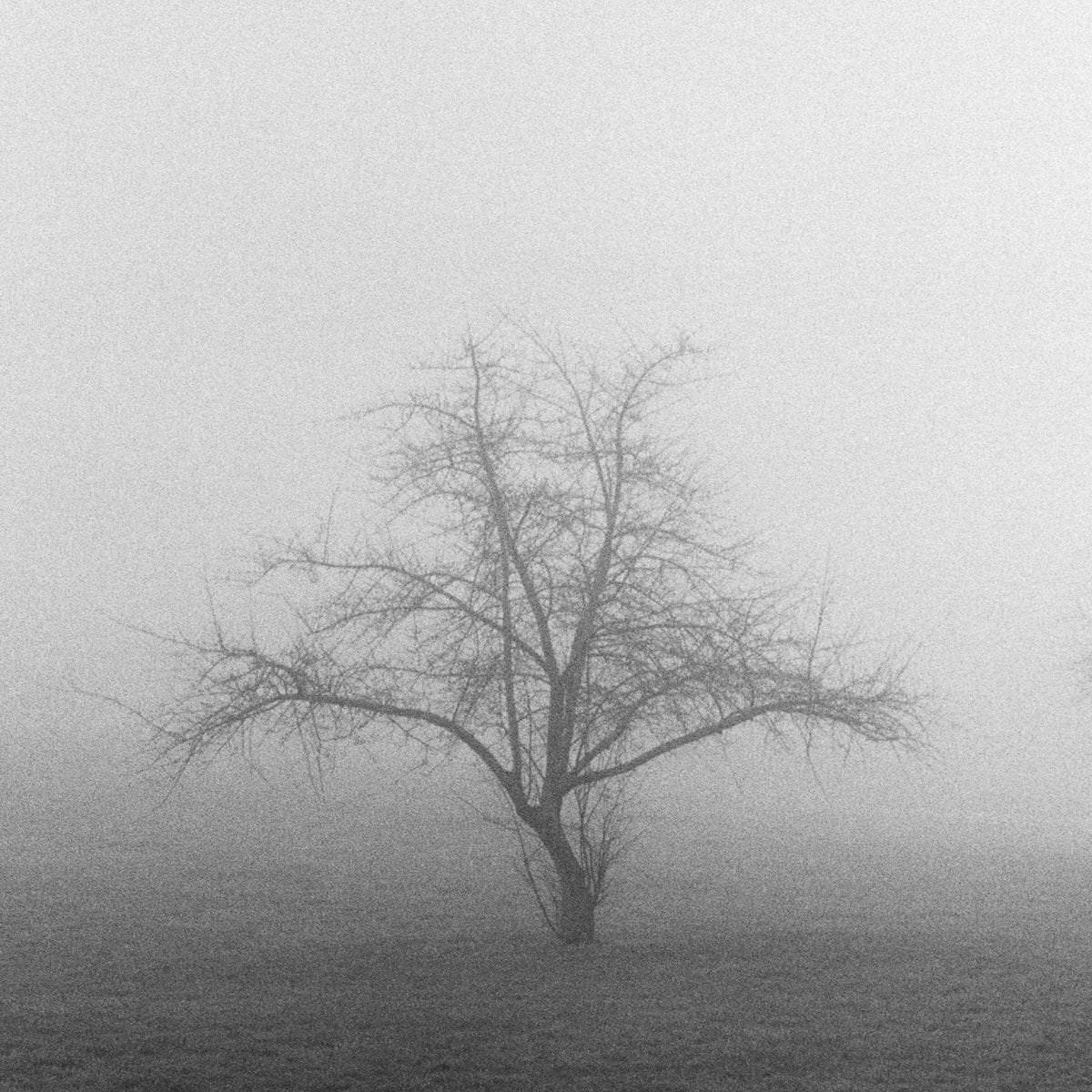 Thorns-square-black-and-white-fine-art-film-photography-by-emerging-artist-Studio-L-photographer-Laura-Schneider-_028