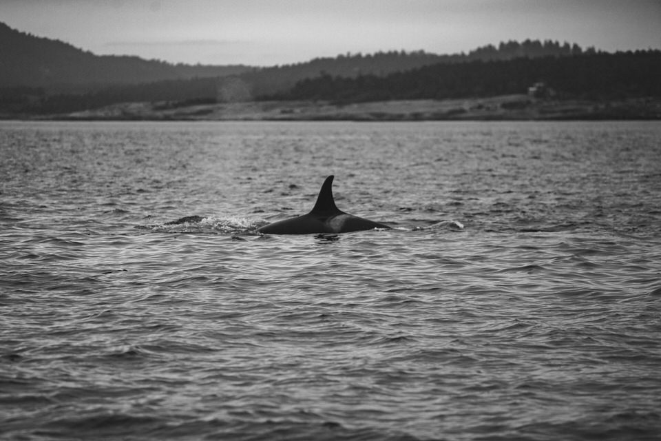Orcas-Island-San-Juan_Islands-travel-photography-by-Studio-L-artist-photographer-Laura-Schneider_-8904