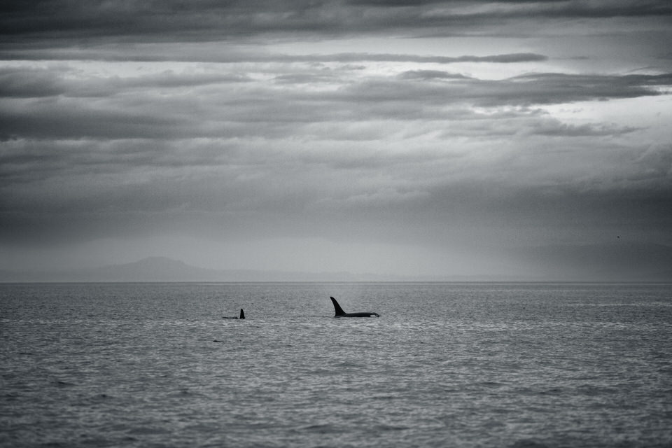 Orcas-Island-San-Juan_Islands-travel-photography-by-Studio-L-artist-photographer-Laura-Schneider_-8920