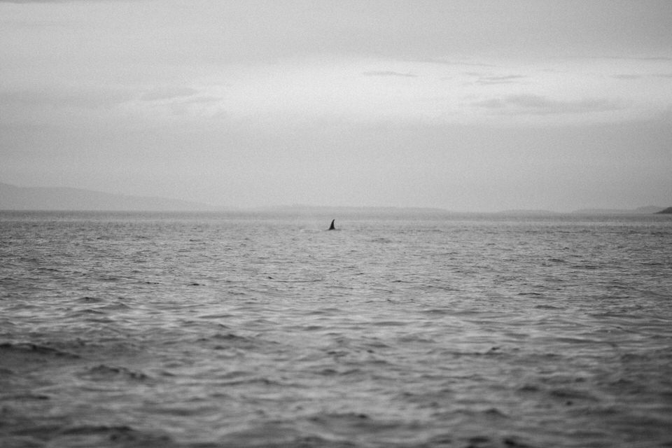 Orcas-Island-San-Juan_Islands-travel-photography-by-Studio-L-artist-photographer-Laura-Schneider_-8938
