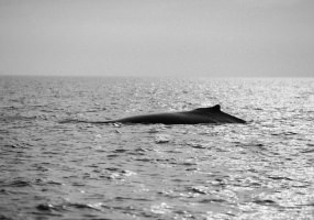 whale-watching-Victoria-British-Columbia-Canada-black-and-white-fine-art-photography-by-Studio-L-photographer-Laura-Schneider-_8860